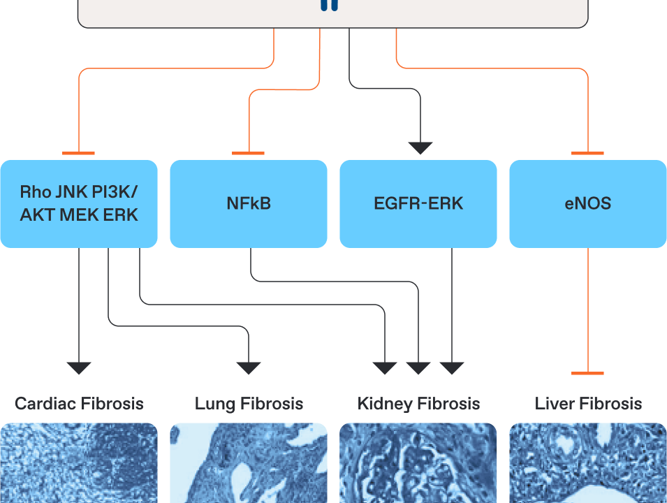 glutathione natural foods to increase glutathione naturally 7 Natural Ways to Get Glutathione –  Lifezen Healthcare